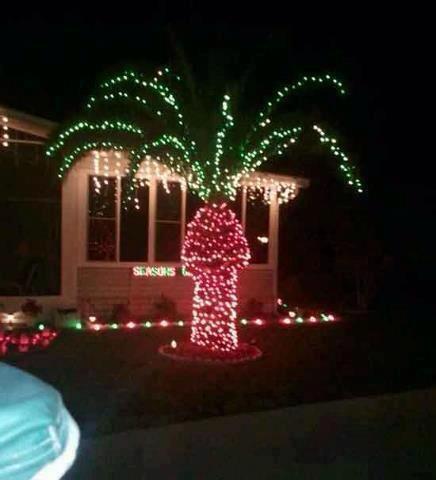 "Palm" "tree"